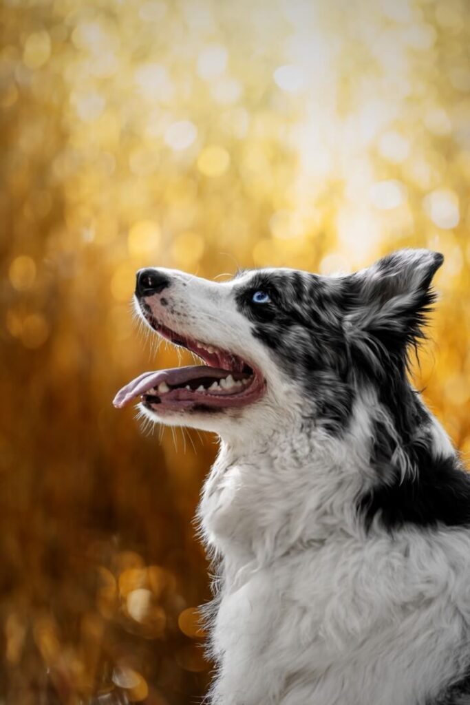 4N8A7628 (Large)